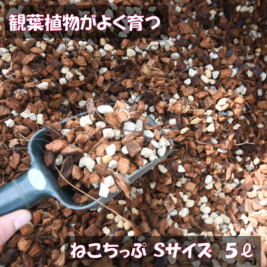 楽天市場】観葉植物 ヒノキチップの通販 楽天市場】観葉植物 ヒノキチップの通販