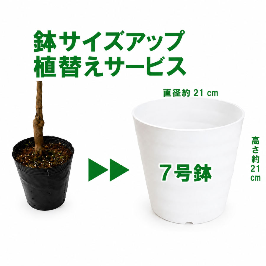 楽天市場】ブルーベリー 7号鉢の通販
