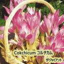夏植え 球根 コルチカム ザ・ジャイアント 淡い紫 球根 1球入り