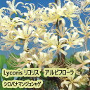 夏植え 球根 リコリス アルビフローラ シロバナマンジュシャゲ ホワイト 球根 1球入り 彼岸花 ヒガンバナ 曼珠沙華 マンジュシャゲ