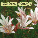 夏植え 球根 リコリス インカルナータ ホワイト ピンク 球根 1球入り 彼岸花 ヒガンバナ 曼珠沙華 マンジュシャゲ