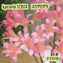 夏植え 球根 リコリス スクアミゲラ ナツズイセン ピンク 球根 1球入り 彼岸花 ヒガンバナ 曼珠沙華 マンジュシャゲ