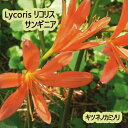 夏植え 球根 リコリス サンギニア キツネノカミソリ オレンジ 球根 1球入り 彼岸花 ヒガンバナ 曼珠沙華 マンジュシャゲ