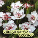 夏植え 球根 オキザリス シンデレラムーン ホワイト レッド 球根 5球入り 八重咲き オキザリス