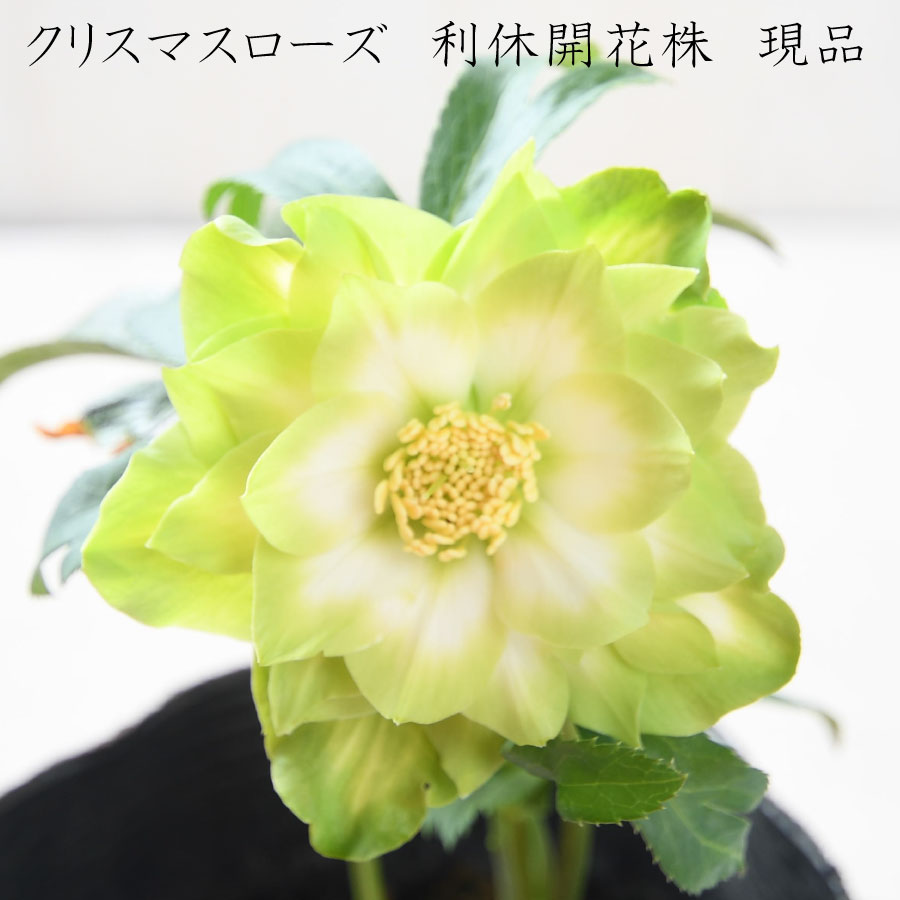 クリスマスローズ 利休グリーンリップ 薄い カラー 【現品販売 クリスマスローズ 利休グリーンリップ 薄い カラー 【現品販売