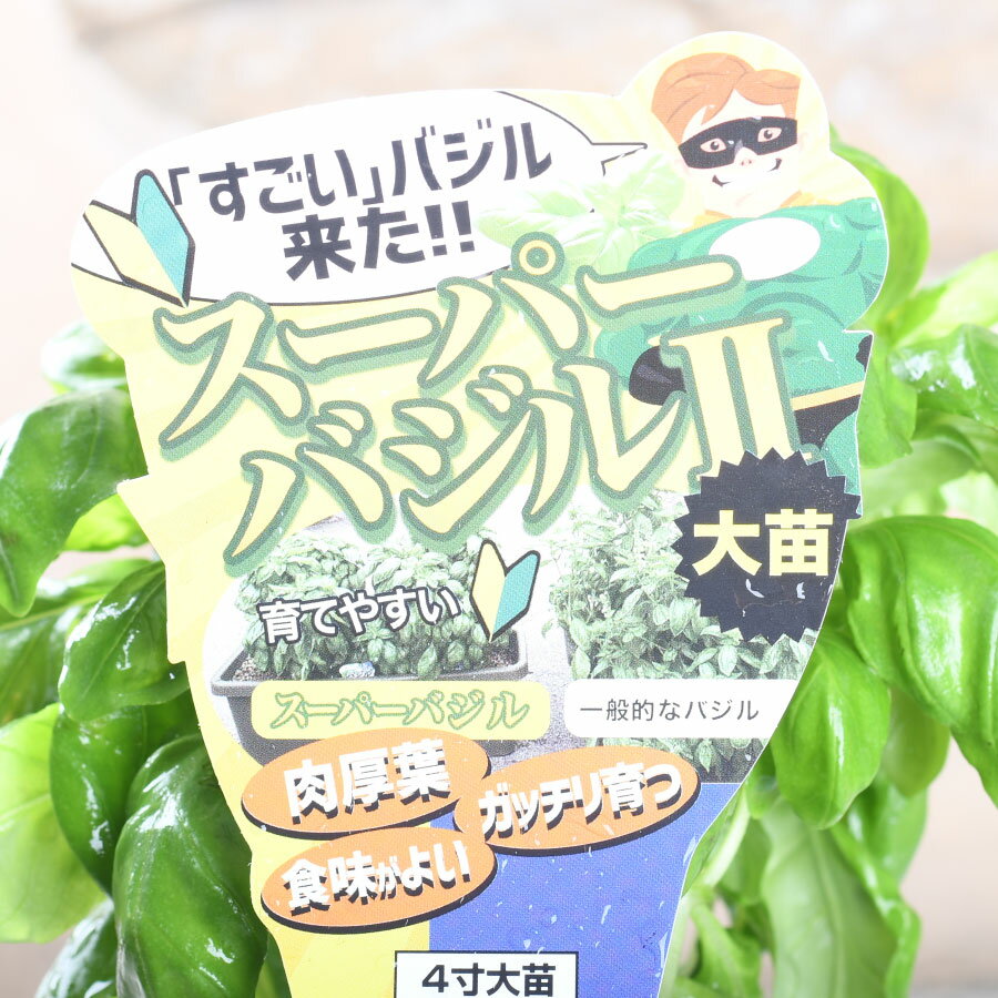 野菜苗など家庭菜園特集ページはこちらをクリック 【商品情報】 スーパーバジル 4号ポット苗 ●配送 ※配送の都合によりご希望の時間帯にお届けできない場合もございます。 ●お休みについて 通常、土日祝祭日はお休みをいただいております。 メールでのお返事やすぐの出荷が対応できない場合がございます。 （事前の注文分の出荷は、土日祝祭日も行なっております） ●決済について クレジットカードの承認エラーとなったご注文は、キャンセルさせていただきますので、あらかじめご了承くださいませ。 コンビニ決済及びその他お支払において、支払い期限までにご入金がない場合はご注文をキャンセルいたします。 ※ご注文後2営業日経過してもコンビニ決済メールが届かない場合はご連絡くださいませ。 ●商品保障 お商品到着時、植物に損傷があった場合は、すぐにご連絡ください。 同等品の植物を再送もしくはご返金にて対応いたします。 お届け先さまが長期ご不在場合やご連絡が遅れた場合の保証はできません。 お買い上げの商品代金以上の保証はできません。