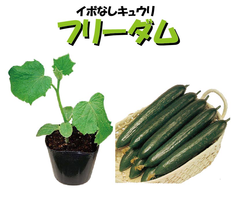 野菜苗 キュウリ苗 フリーダム きゅうり 3号ポット 接木苗 【ご予約品】