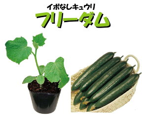 野菜苗 キュウリ苗 フリーダム きゅうり 3号ポット 接木苗 ご予約品 4月中旬以降お届け