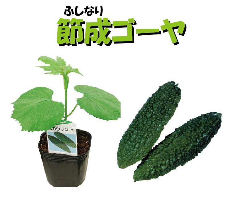 野菜苗 ゴーヤ苗 節成ゴーヤ 3号ポット 接木苗 ご予約品 4月中旬以降お届け