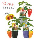 KAGOME カゴメのミニパプリカ 苗 こすずちゃん 3号ポット 紅 黄 橙 野菜苗 家庭菜園 ベランダ菜園 ご予約品 6月上旬よりお届け