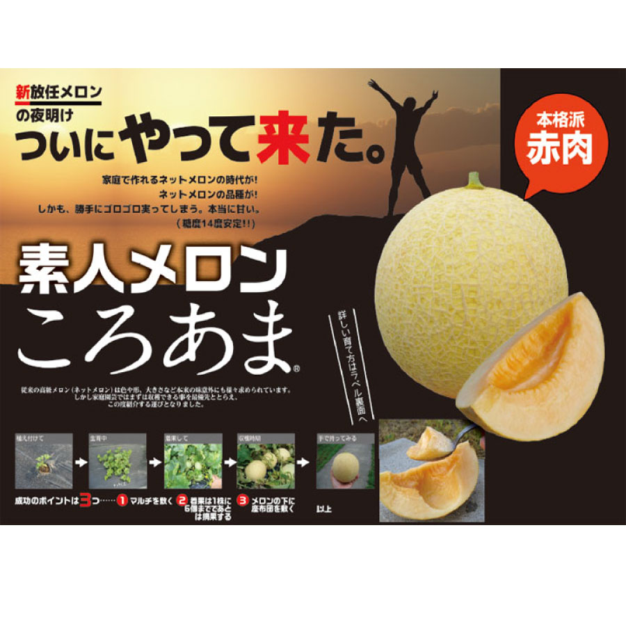 ころあまメロン 4号ポット苗 1ポットまたは3ポット 素人メロン 放任 家庭菜園 簡単...