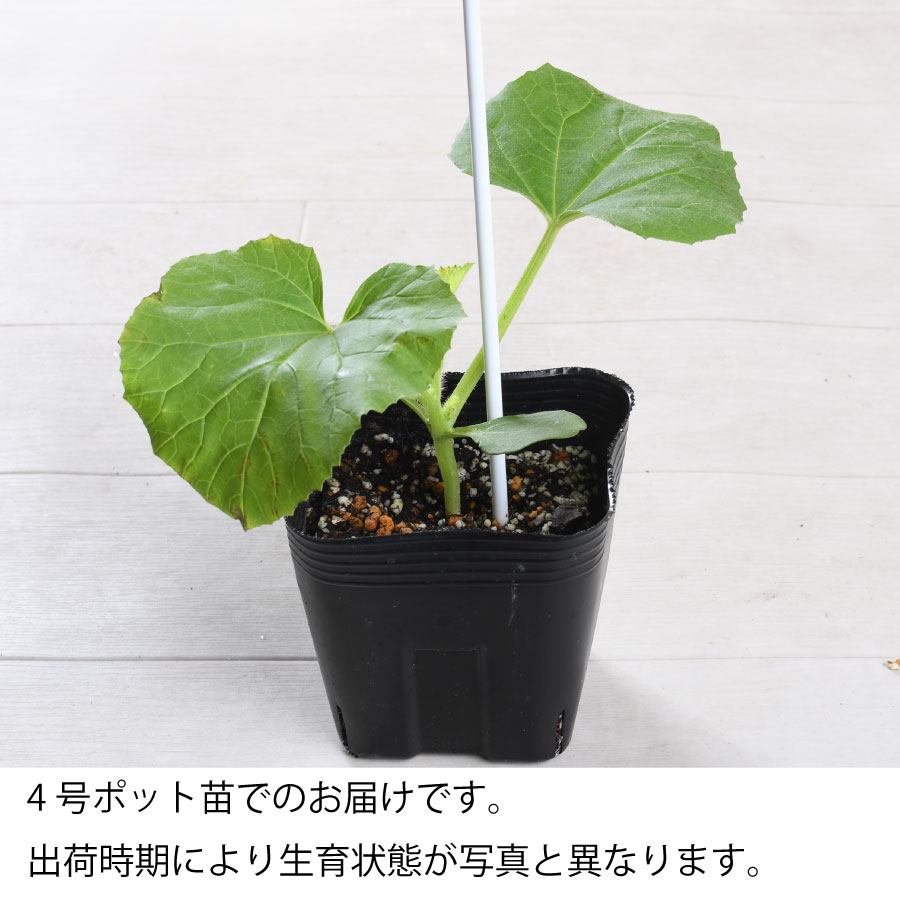ころあまメロン 4号ポット苗 1ポットまたは3ポット 素人メロン 放任 家庭菜園 簡単...