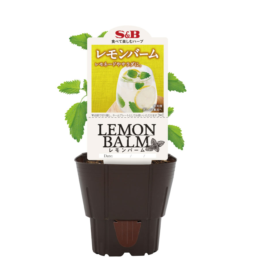樂天商城 - ハーブ苗 レモンバーム S&B 育てて食べる ハーブ スパイス エスビー食品