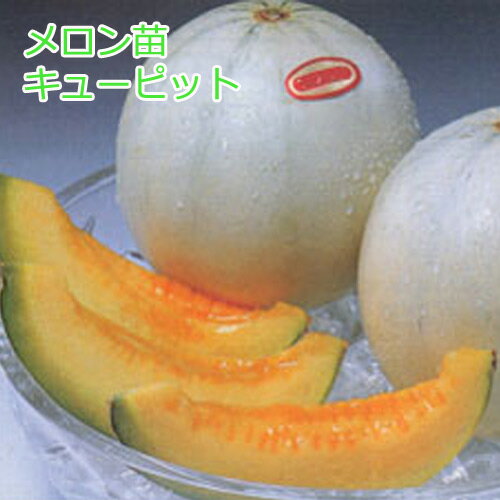野菜苗 メロン苗 キューピット めろん 3号ポット 接木苗 【ご予約品】