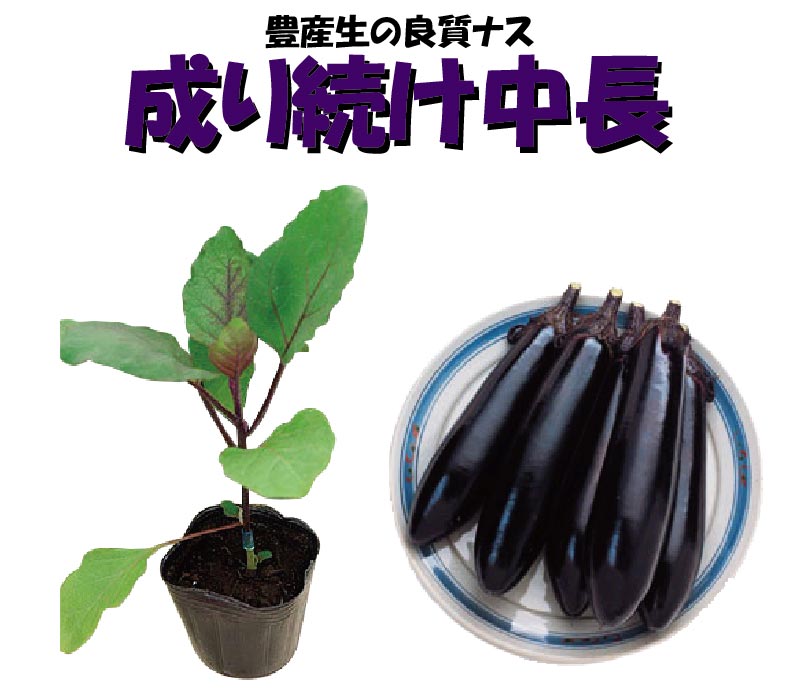野菜苗 ナスビ苗 成り続け中長ナス なすび ナス なす 3号ポット 接木苗 【ご予約品】