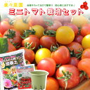 ご予約品 4月中旬以降お届け 楽々菜園ミニトマト栽培セット　トマト苗1、菜園丸型380鉢1、トマト肥料1、ぐんぐん培養土1 野菜苗 4535885230151