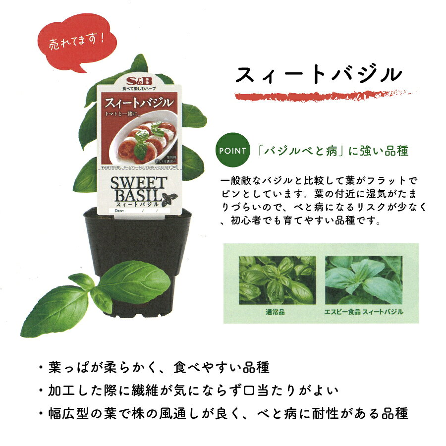 S&B エスビー ハーブ苗 バジル 3号ポット スィートバジル 料理 野菜苗 家庭菜園 ベ...