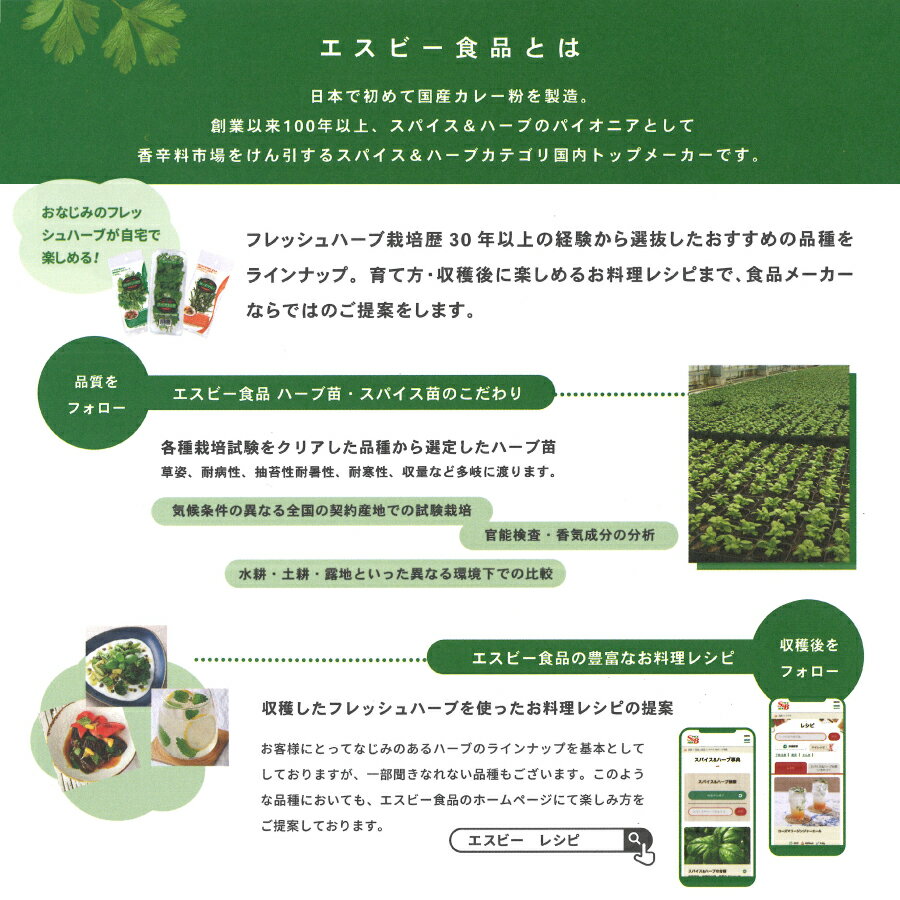 S&B エスビー ハーブ苗 バジル 3号ポット スィートバジル 料理 野菜苗 家庭菜園 ベ...