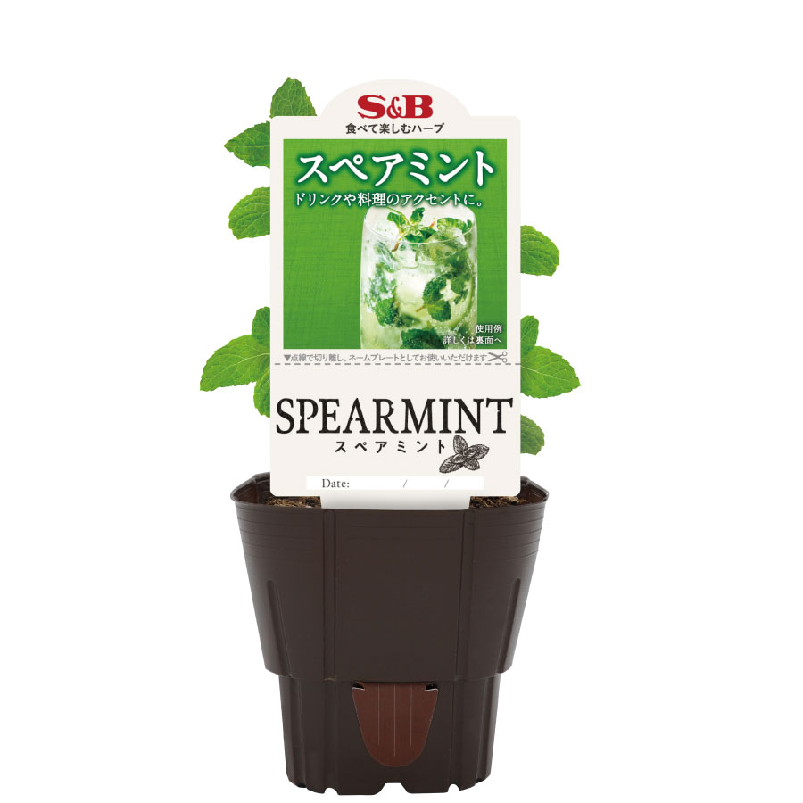 樂天商城 - ハーブ苗 スペアミント S&B 育てて食べる ハーブ スパイス ハッカ エスビー食品