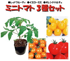 https://thumbnail.image.rakuten.co.jp/@0_mall/kajoen/cabinet/yasahi/tomato-3.jpg