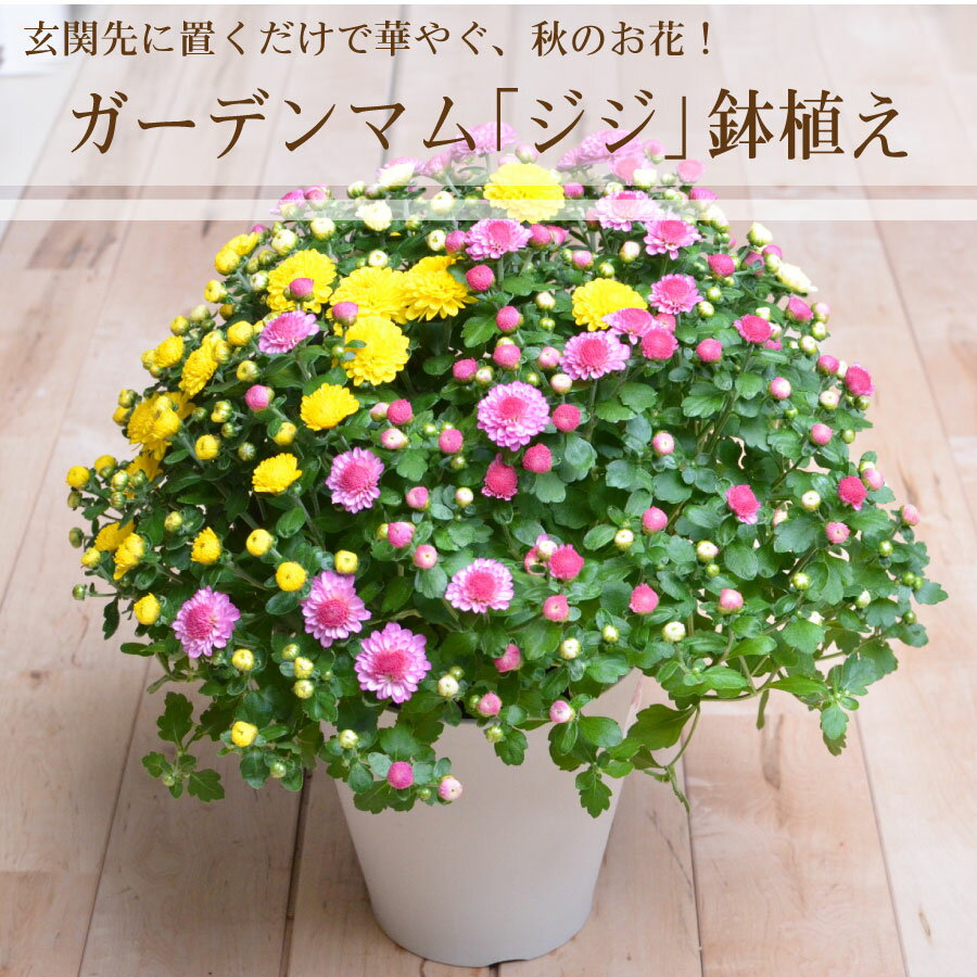 玄関まわりに置きたい鉢花 フラワー ガーデンマム ジジ 3色植え ギフト にものサムネイル