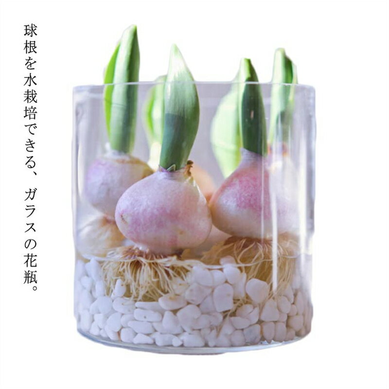 Rakuten - フラワーベース 花器 球根/水栽培 フラワーポット ガラス インテリア 花瓶 おしゃれ 透明 ガーデニング チューリップ ヒヤシンス ユリ ムスカリ サボテン 雑貨 植木鉢 かわいい 水耕栽培 シンプル