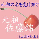 【さくらんぼ:元祖 佐藤錦】コルト台木 1年生裸苗<12月上...