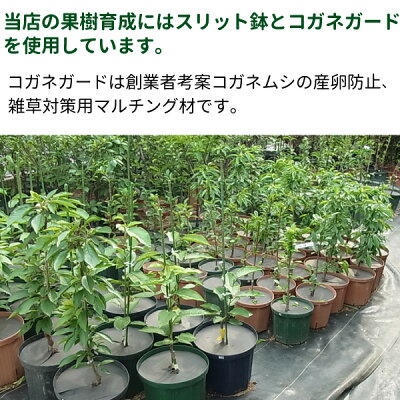 スリット鉢にスリットがある理由は メリットや植物への効果を徹底解説 2ページ目 Botanica スリット鉢にスリットがある理由は メリットや植物への効果を徹底解説 2ページ目 Botanica
