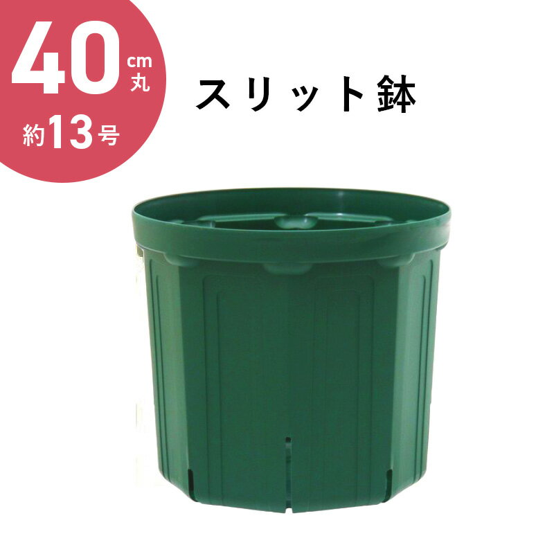 【盆栽鉢】 8号 オカメ小判 白色 クリーム釉 瀬戸焼 陶器 浅め 山野草 雑木 松柏 大型 中型 約25センチ