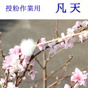 凡天 <メール便>羽毛棒 梵天 授粉用