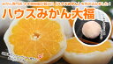ハウスみかん大福 8個入り【冷凍便で出荷】※他の商品と同梱不...