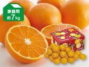 清見タンゴール（清見オレンジ）家庭用約7kg（愛媛県産）