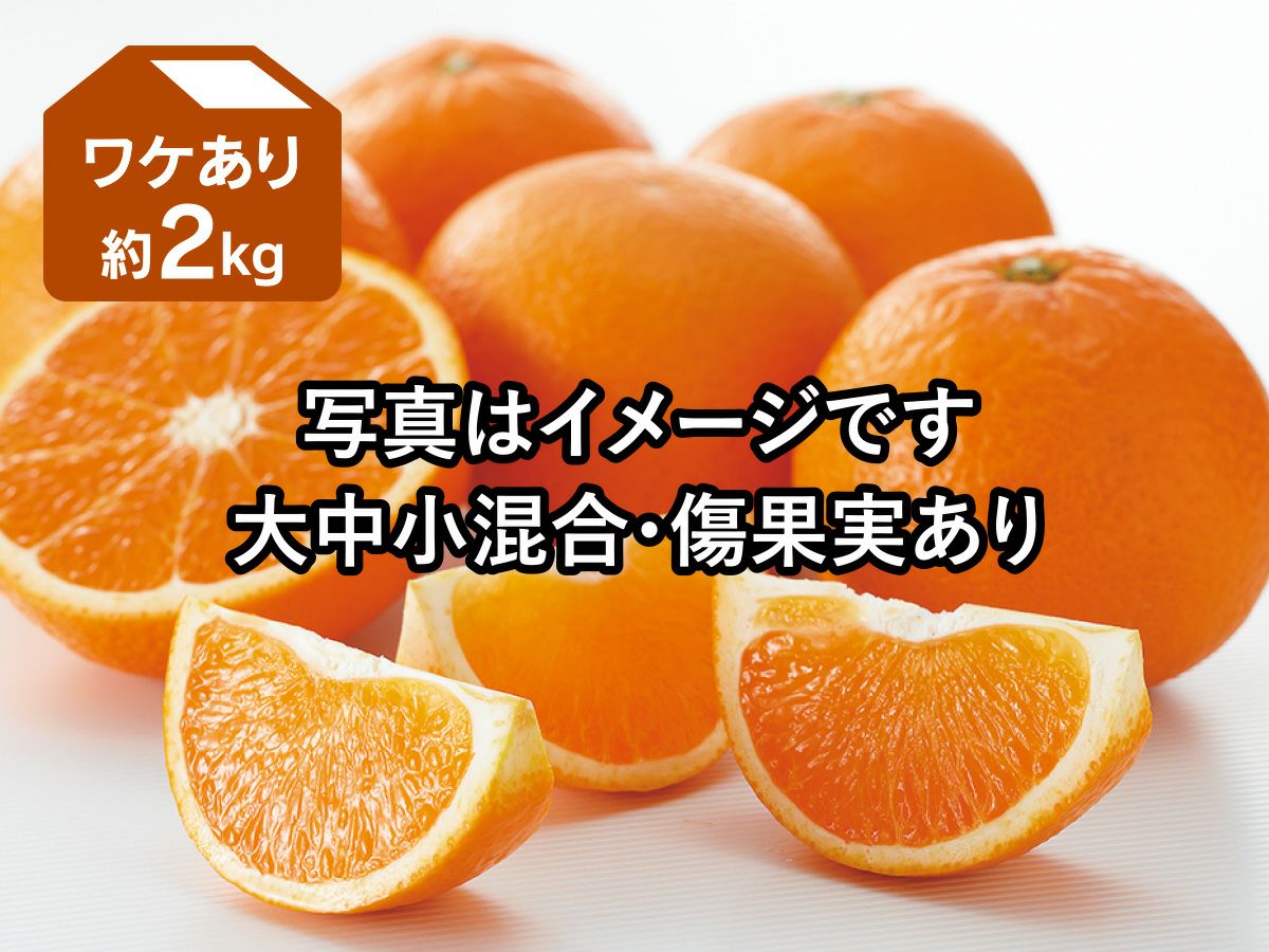 清見タンゴール 約2kg ワケあり【4月6日頃より順次発送】