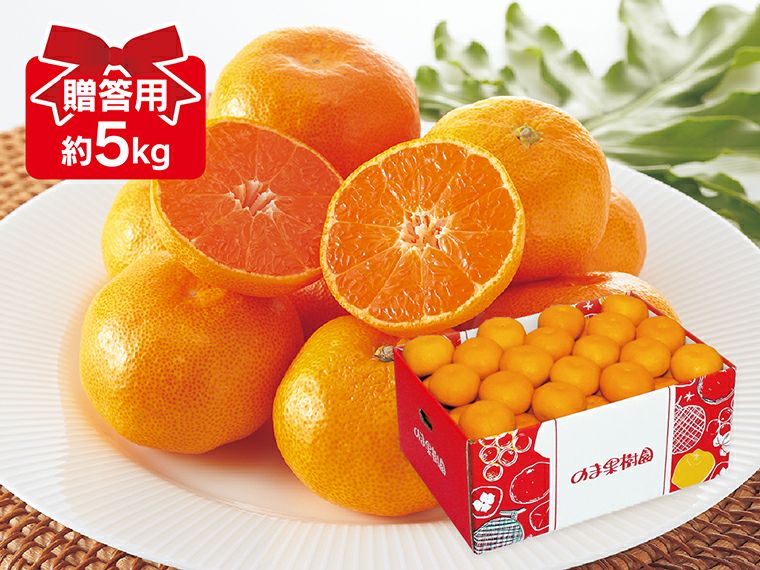 愛媛みかん 約5kg 贈答用