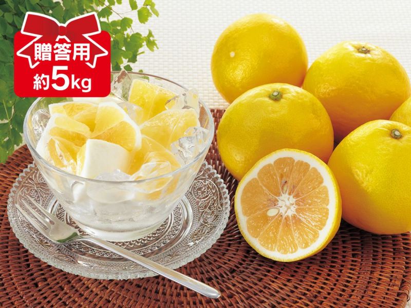 乐天商城 - ニューサマーオレンジ 約5kg 贈答用