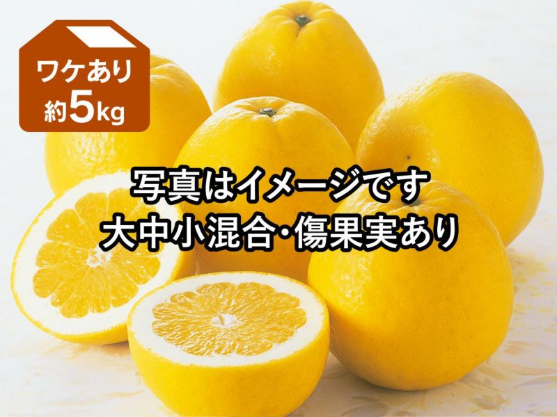 乐天商城 - 河内晩柑 約5kg ワケあり