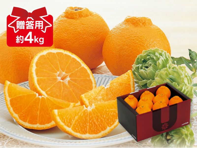 デコタンゴール 約4kg 贈答用