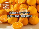 ワケありデコタンゴール（不知火）約5kg（愛媛県産）【GW連休前の出荷は終了しました】【デコポンと同品種 みかん 愛媛産】