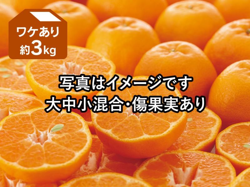 ポンカン 約3kg ワケあり【1月16日頃より順次発送】