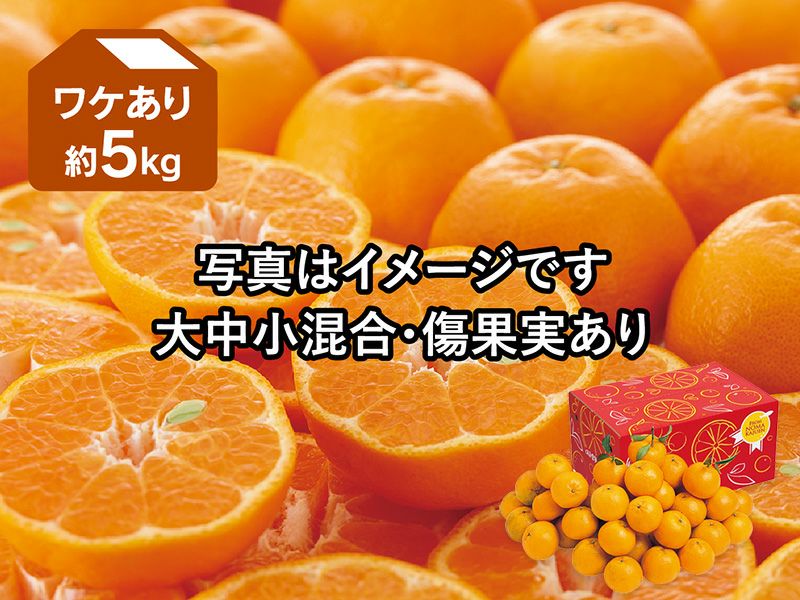 ポンカン 約5kg ワケあり【1月16日頃より順次発送】