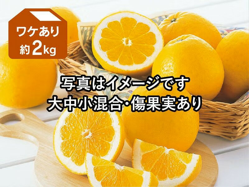 河内晩柑 約2kg ワケあ�