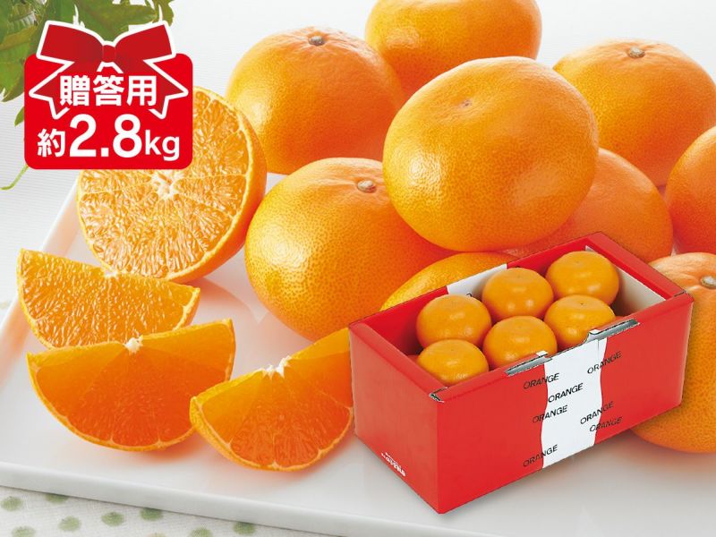 露地せとか 約2.8kg 贈答用