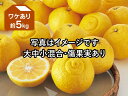 ワケありはるか約5kg(4)
