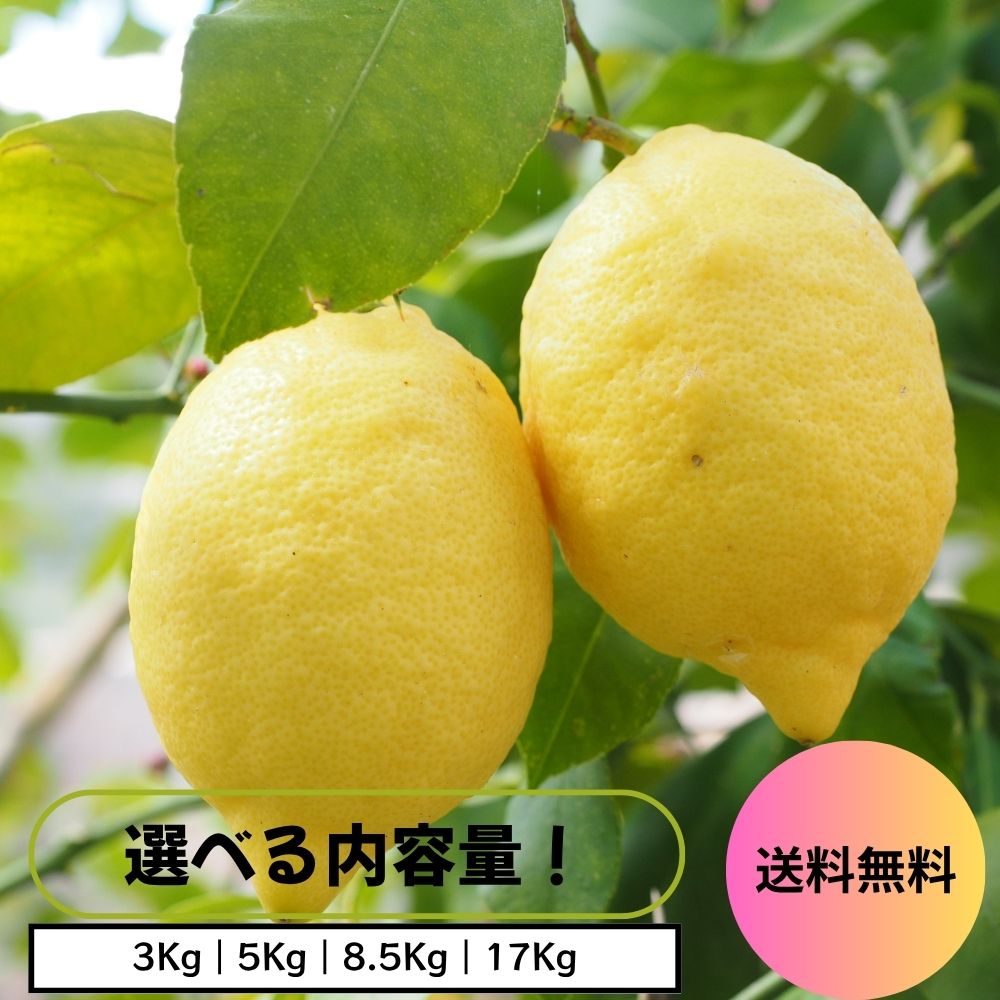 【開店セール 全品10%OFFクーポン配布中!】【チリ産】レモン 送料無料 大特価