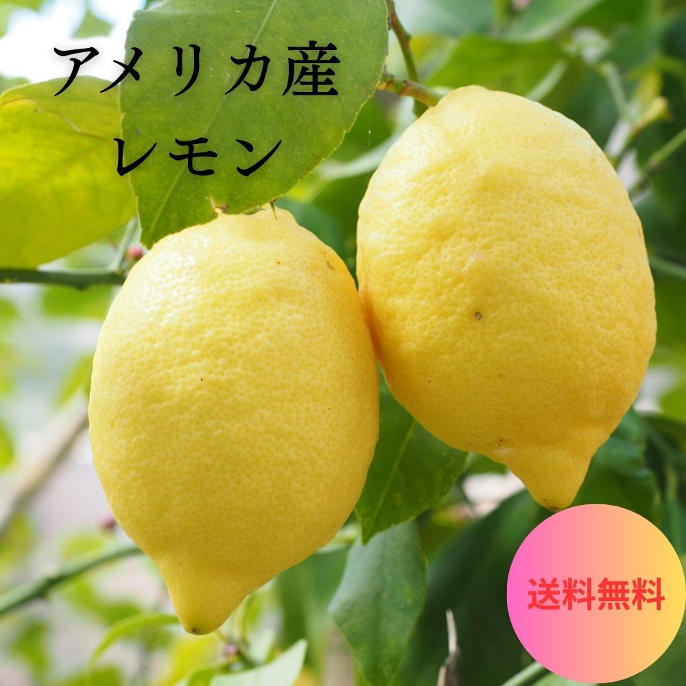 香り高くてジューシーな「アメリカ産レモン」をたっぷりお届けします！ 爽やかな酸味と明るい香りで、お料理やドリンク、お菓子作りに大活躍♪ ご家庭用はもちろん、カフェ・キッチンカー・イベント用にもおすすめです！ 商品詳細 内容：レモン 産地：ア...