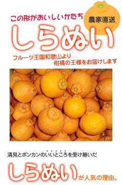 【送料無料】和歌山の甘熟濃厚しらぬい（デコポン）秀品2kg 8〜12個 3L〜Mサイズ混合【デコポン/でこぽん/みかん/不知火/ワケあり/訳あり/わけあり/デコみかん/でこみかん】