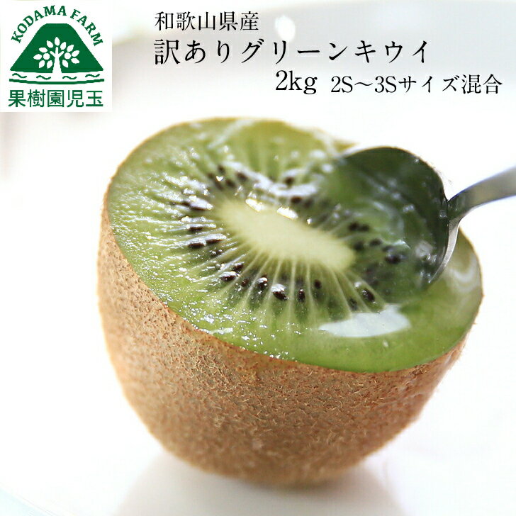 キウイフルーツ キウイ 訳あり 和歌山 2kg 2S〜3S混合 28個前後 送料無料 キュウイ グリーンキウイ ヘイワード 家庭用 食品 フルーツ 果物 くだも...