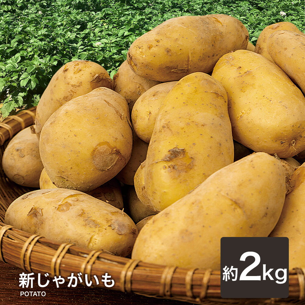 新じゃがいも ジャガイモ 送料無料 2kg ジャガイモ じゃがいも メークイン 野菜 ジャガイモ じゃがのサムネイル