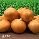 【営業日当日発送】たまねぎ 国産 L〜2L 玉葱 ご家庭用 大量 野菜 玉ねぎ