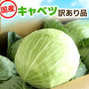 【営業日当日発送】訳あり キャベツ 送料無料 きゃべつ サラダ お好み焼き 炒め 焼肉 BBQ 定番 万能 葉 青 球